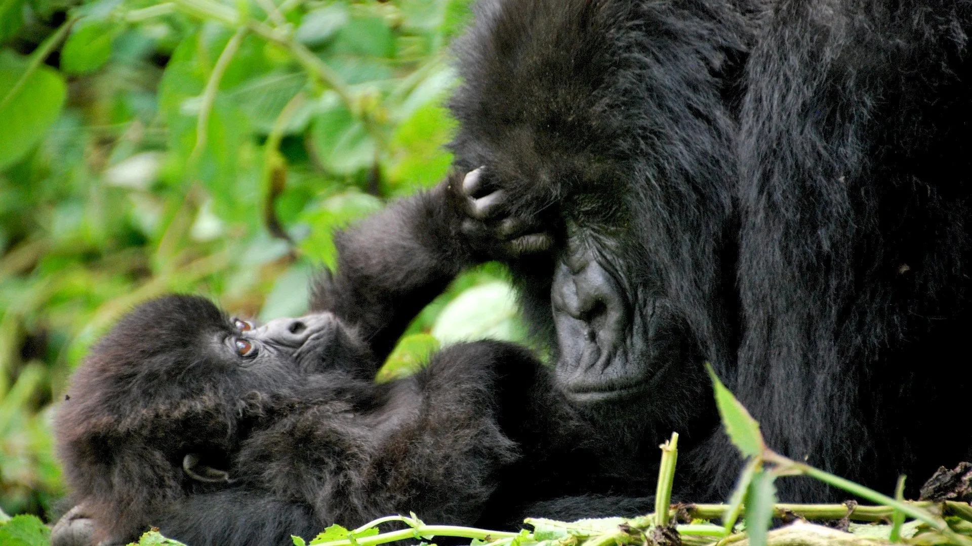 taman-nasional-bwindi-rumah-bagi-gorila-gunung-di-uganda